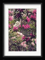 Rhododendrons Fine Art Print