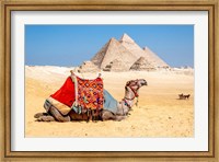 Camel Resting by the Pyramids, Giza, Egypt Fine Art Print