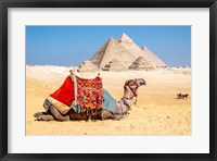 Camel Resting by the Pyramids, Giza, Egypt Fine Art Print