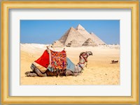 Camel Resting by the Pyramids, Giza, Egypt Fine Art Print