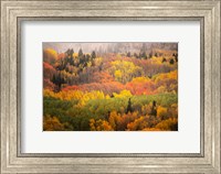 Colorado, Gunnison National Forest, Forest In Autumn Colors Fine Art Print
