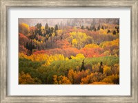 Colorado, Gunnison National Forest, Forest In Autumn Colors Fine Art Print