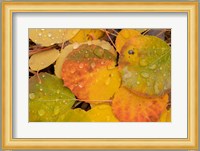 Colorado, Gunnison National Forest, Raindrops On Fallen Autumn Aspen Leaves Fine Art Print