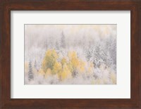 Colorado, San Juan Mountains, Freshly Falling Snow On Aspen Forest Fine Art Print