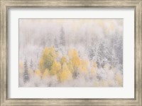 Colorado, San Juan Mountains, Freshly Falling Snow On Aspen Forest Fine Art Print