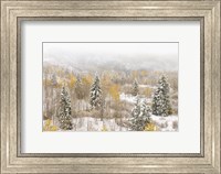 Colorado, White River National Forest, Snowstorm On Forest Fine Art Print