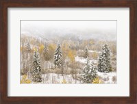 Colorado, White River National Forest, Snowstorm On Forest Fine Art Print