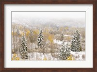 Colorado, White River National Forest, Snowstorm On Forest Fine Art Print