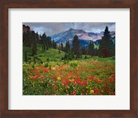 Colorado, Laplata Mountains, Wildflowers In Mountain Meadow Fine Art Print