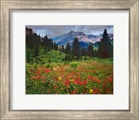 Colorado, Laplata Mountains, Wildflowers In Mountain Meadow Fine Art Print