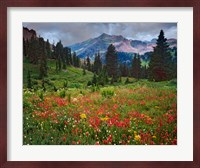 Colorado, Laplata Mountains, Wildflowers In Mountain Meadow Fine Art Print