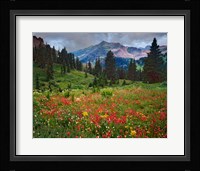 Colorado, Laplata Mountains, Wildflowers In Mountain Meadow Fine Art Print