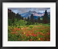 Colorado, Laplata Mountains, Wildflowers In Mountain Meadow Framed Print