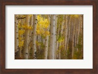 Colorado, Gunnison National Forest, Aspen Trees Highlighted At Sunrise Fine Art Print