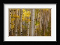 Colorado, Gunnison National Forest, Aspen Trees Highlighted At Sunrise Fine Art Print