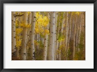 Colorado, Gunnison National Forest, Aspen Trees Highlighted At Sunrise Fine Art Print