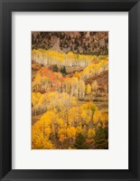 Colorado, San Juan Mountains, Autumn-Colored Aspen Forest On Mountain Slope Fine Art Print