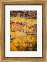 Colorado, San Juan Mountains, Autumn-Colored Aspen Forest On Mountain Slope Fine Art Print