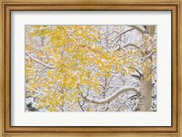 Snow Coats Aspen Trees In Winter Fine Art Print