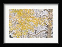 Snow Coats Aspen Trees In Winter Fine Art Print