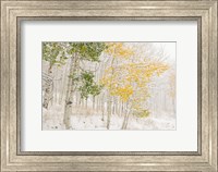 Colorado, Snow Coats Aspen Trees In Winter Fine Art Print