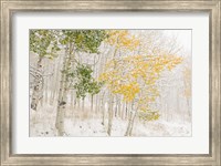Colorado, Snow Coats Aspen Trees In Winter Fine Art Print
