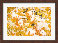 White River National Forest, Snow Coats Aspen Trees In Winter Fine Art Print