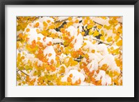 White River National Forest, Snow Coats Aspen Trees In Winter Fine Art Print