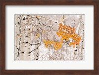 Colorado, White River National Forest, Snow Coats Aspen Trees In Winter Fine Art Print
