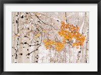Colorado, White River National Forest, Snow Coats Aspen Trees In Winter Fine Art Print