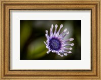 Colorado, Fort Collins, African Daisy Close-Up Fine Art Print