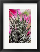 Colorado, Fort Collins, Zebra Plant Succulent Fine Art Print