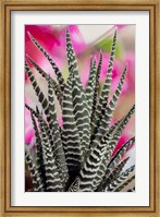 Colorado, Fort Collins, Zebra Plant Succulent Fine Art Print