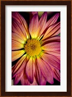 Colorado, Fort Collins, Daisy Flower Close-Up Fine Art Print