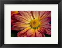 Colorado, Fort Collins, Daisy Flower Close-Up 1 Fine Art Print