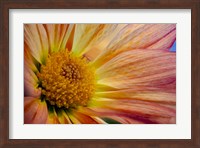 Colorado, Fort Collins, Daisy Flower Close-Up 2 Fine Art Print