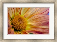 Colorado, Fort Collins, Daisy Flower Close-Up 2 Fine Art Print