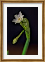 Colorado, Paperwhite Flower Plant Close-Up Fine Art Print
