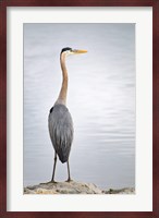 Colorado, Great Blue Heron Fine Art Print