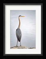 Colorado, Great Blue Heron Fine Art Print