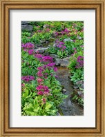 Marsh Primrose Along Small Stream, Winterthur Gardens, New Castle County, Delaware Fine Art Print