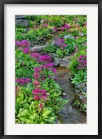 Marsh Primrose Along Small Stream, Winterthur Gardens, New Castle County, Delaware Fine Art Print