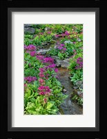 Marsh Primrose Along Small Stream, Winterthur Gardens, New Castle County, Delaware Fine Art Print