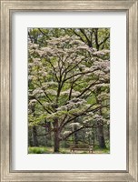 Bench Under Blooming White Dogwood Amongst The Hardwood Tree, Hockessin, Delaware Fine Art Print