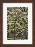 Bench Under Blooming White Dogwood Amongst The Hardwood Tree, Hockessin, Delaware Fine Art Print