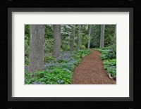 Mt, Cuba Center, Hockessin, Delaware, Along The Woods Path Rimmed By Wildflowers Fine Art Print