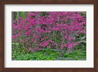 Redbud Tree In Full Bloom, Mt, Cuba Center, Hockessin, Delaware Fine Art Print