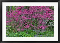 Redbud Tree In Full Bloom, Mt, Cuba Center, Hockessin, Delaware Fine Art Print