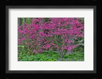 Redbud Tree In Full Bloom, Mt, Cuba Center, Hockessin, Delaware Fine Art Print
