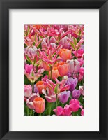 Tulips In Planters, Formal Garden, Mt, Hockessin, Delaware Fine Art Print